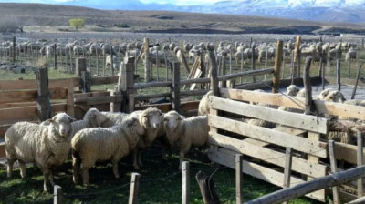 Zafra lanera: Crianceros de Neuquén multiplican por 10 sus ingresos