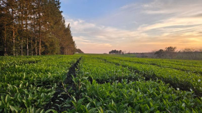 De Misiones al mundo: el primer Té argentino con baja huella de carbono