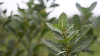 El Gobierno Nacional derogó las facultades de intervención del Instituto Nacional de la Yerba Mate sobre el precio pagado a los productores