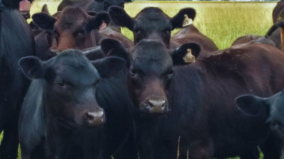 Recomendaciones para el control de parásitos en bovinos