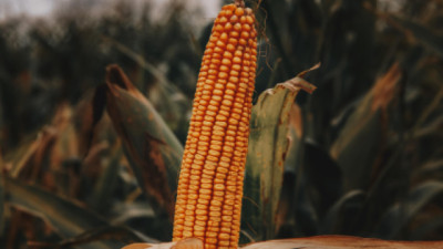 Maíz tardío: una oportunidad firme en un año de lluvias y protagonismo del trigo