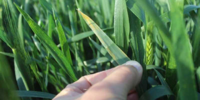 Con herramientas de predicción, monitorean enfermedades en Trigo