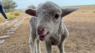 El derrumbe del stock ovino en Chubut: 140 años de historia, una crisis estructural y un futuro que exige redefinir el modelo