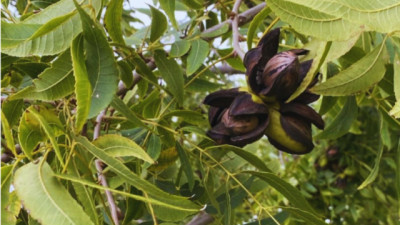 Productores eligen la Nuez Pecán como alternativa productiva