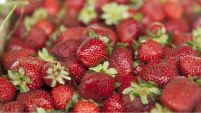 Argentina actualiza su reglamento sobre calidad de la frutilla de acuerdo con el Mercosur