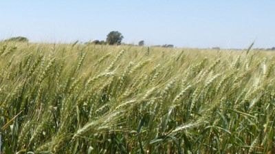 RAGT Semillas adquiere el negocio de variedades de cebada maltera de Syngenta