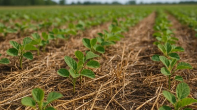 Campaña 2025/26: sin limitantes hídricas, y con Fertilización para ganar más rindes