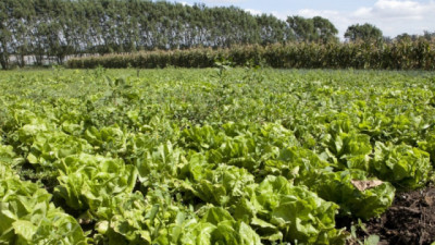 Simplificación del registro de productos fitosanitarios con foco en cultivos menores