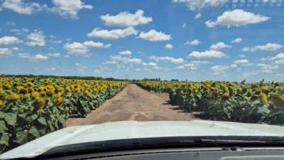 Girasol: la apuesta que le ganó a la soja en los suelos más duros del sureste cordobés