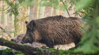 Refuerzo de medidas de prevención ante la detección de peste porcina africana en España