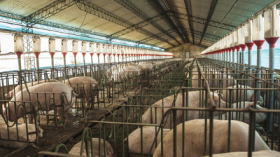 Filipinas abrió su mercado a los cueros frescos de cerdo procedentes de Argentina