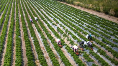Cómo logró Perú convertir uno de los desiertos más áridos del mundo en un gran centro de producción de alimentos