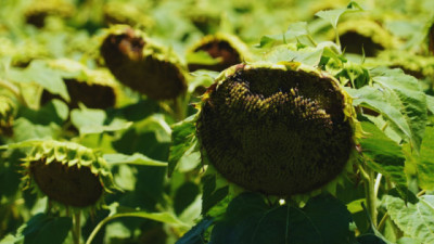 Girasol: con un manejo integral, minimizan el impacto de las aves