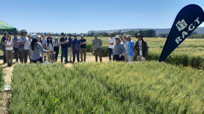 Balcarce: Innovación genética para el futuro del Trigo y la Arveja