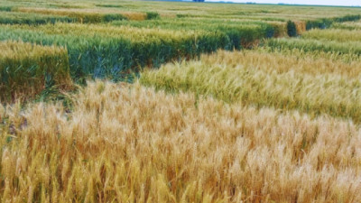Cosecha récord de trigo: el análisis de calidad como clave de manejo