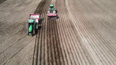 100 toneladas por hectárea: el gran potencial que tiene un cultivo clave en los valles del río Negro