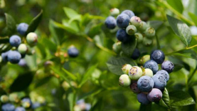 Científicos argentinos revelan aspectos clave de la reproducción del arándano y abren nuevas oportunidades productivas
