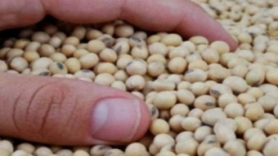 Soja bajo presión: Nuevos mínimos técnicos y debilidad en los aceites vegetales