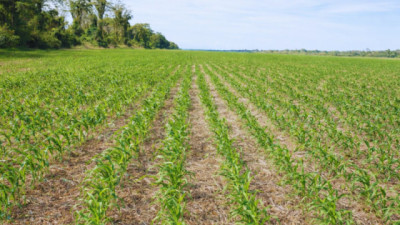 El sistema de corte línea a línea transforma la siembra argentina