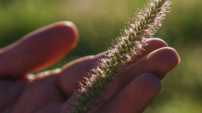 Buffel Grass: una alternativa forrajera para recuperar áreas degradadas