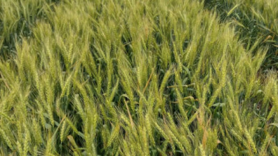 Los nanofertilizantes incrementan la productividad de los cultivos