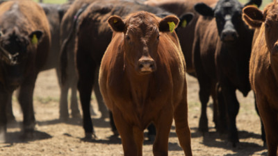 Se actualizan los sistemas de control de Brucelosis bovina para el movimiento de Hacienda