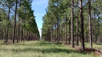 Mapear la madera: el nuevo paso para atraer inversiones Forestales