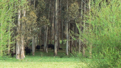 Montes de reparo: una estrategia doble propósito para mitigar el estrés térmico en una ganadería más sustentable