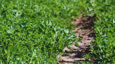 Alfalfa: nuevas variedades para distintos desafíos ganaderos