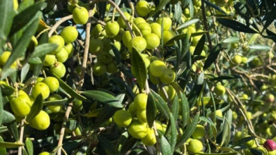 El aceite de oliva nacional crece en la elección de los consumidores uruguayos, alcanzando a la mitad del mercado