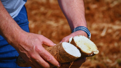 El INTA desarrolla cultivares de mandioca para el consumo y la industria