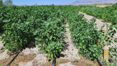 Con riego, la quinua alcanza buenos rendimientos y mejora la calidad