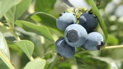 Los arándanos argentinos cerraron la temporada con un menor volumen de exportación
