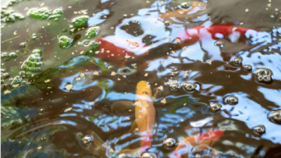 Producción circular: INTA integra peces y hortalizas en un sistema de acuaponía