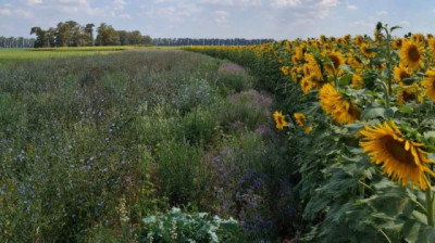 Té va a sorprender: un té de compost para cultivos extensivos