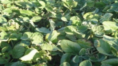 Lluvias erráticas y ola de calor: alerta para la soja de primera, y los maíces tempranos