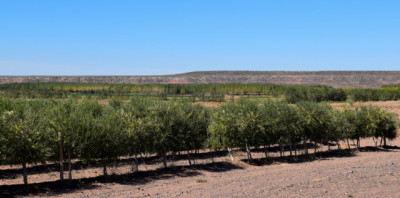 Patagonia se consolida como nueva frontera del aceite de oliva de calidad en la Argentina