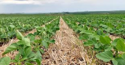 ¿Podría subir el precio internacional de la soja?, por Manuel Alvarado Ledesma - Agrositio