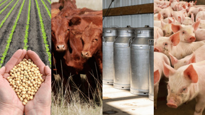 Precios agropecuarios: granos, carnes y leche, ¿qué actividades resistieron mejor?