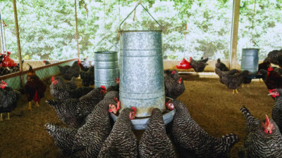 En INTA aíslan una cepa estratégica para la producción Avícola