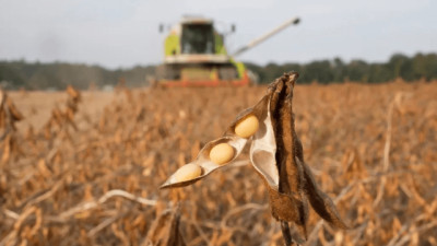 La soja vuelve a subir en Chicago, impulsada por las harinas y el contexto cambiario