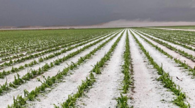 Seguro agrícola histórico en Córdoba: la Provincia cubre el 100% del multirriesgo
