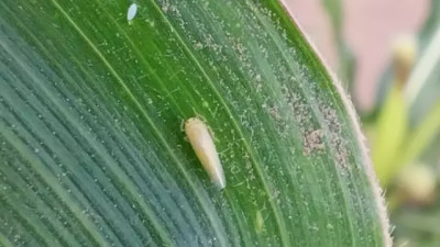 INTA y chicharrita del Maíz: por qué el monitoreo temprano cambia las decisiones