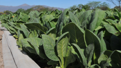 Crece el uso de Warrants como herramienta financiera del agro