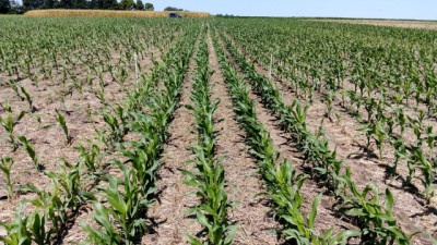Cerró la siembra de maíz 2025/26 con más superficie y un escenario hídrico ajustado