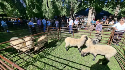 Genética ovina en Patagonia: cinco cabañas impulsan la raza Hampshire Down para mejorar kgs y rentabilidad