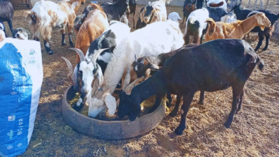 Cómo mejorar la producción Caprina en La Rioja: Suplementación efectiva
