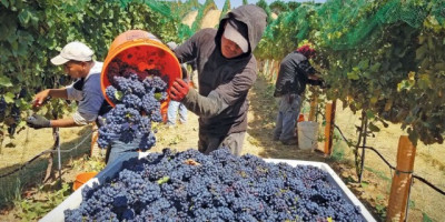Vendimia 2026: un indicador productivo, económico y social para las economías regionales