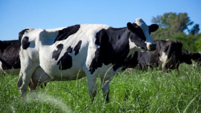 Lechería: en verano aliviar el estrés calórico en los Tambos es fundamental