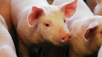 Récord Porcino: más faena, más consumo y más mercados